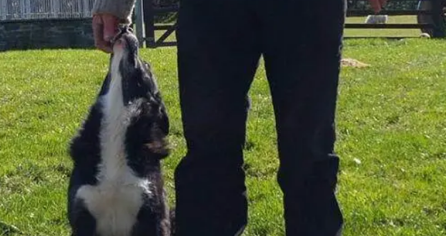 被送走的牧羊犬,徒步走400公里回到主人身边,再重逢时令人感动 被送走的牧羊犬,徒步走400公里回到主人身边,再重逢时令人感动