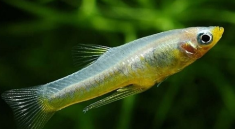 食蚊鱼吃鱼食吗