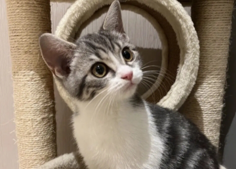 美短猫怎么看纯不纯 美短猫怎么看纯不纯