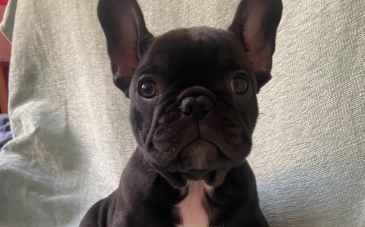 斗牛犬死在手术台上,精神损害赔偿 斗牛犬死在手术台上,精神损害赔偿