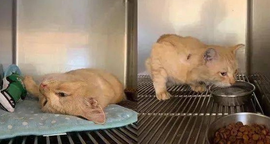 网友捡到一只受伤的橘猫，半年后却被惊艳到：捡到宝了