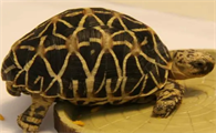 缅甸星龟与印度星龟的区别