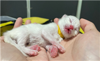 新生小猫一抽一抽呼吸困难