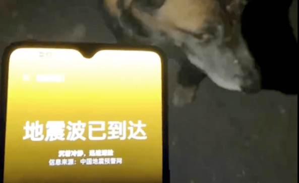 地震来临之前,狗狗带着主人先逃了出去,一脸的自豪啊 地震来临之前,狗狗带着主人先逃了出去,一脸的自豪啊