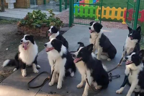 训犬师资格证怎么考
