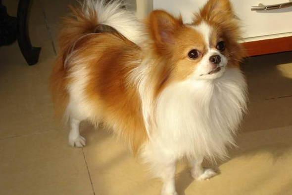 什么小型犬聪明