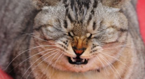 小猫刚睡醒连续打喷嚏