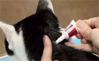 小猫什么时候驱虫