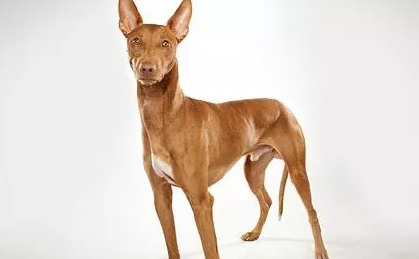 法老王猎犬怎么挑 胆量和依恋性的检查