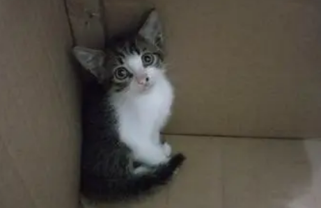 一个月小猫怎么喂养