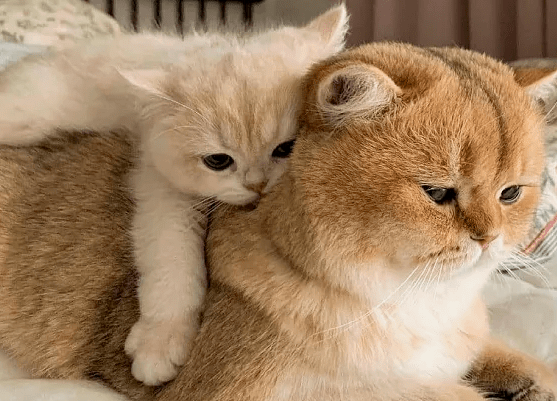 普安特兽药科普：给猫咪梳毛的禁忌有哪些