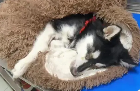 黑龙江:犬瘟后期的二哈被绑上嘴,扔在垃圾桶旁,狗狗:我想活着 黑龙江:犬瘟后期的二哈被绑上嘴,扔在垃圾桶旁,狗狗:我想活着