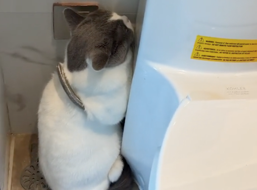 保洁阿姨来打扫卫生,社恐猫咪躲进厕所,还假装自己是个马桶刷 保洁阿姨来打扫卫生,社恐猫咪躲进厕所,还假装自己是个马桶刷