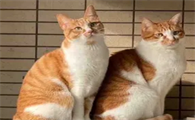 养两只母猫还是一公一母