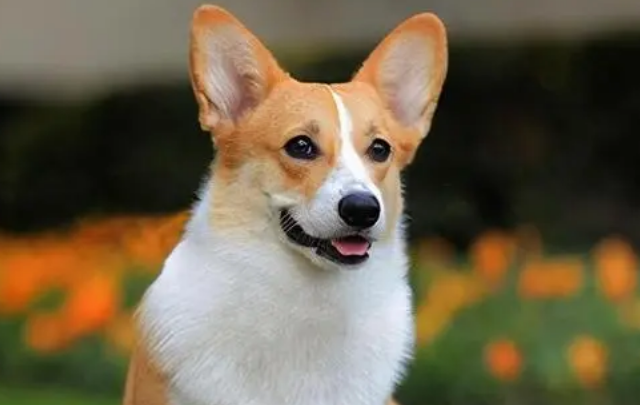 成年柯基犬身长及体重