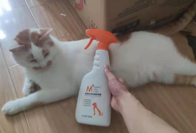 养猫用什么消毒液最好 养猫用什么消毒液最好
