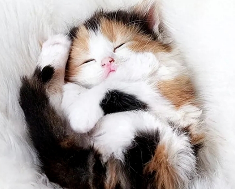 猫咪的六个成长阶段:你的猫咪处于哪个阶段? 猫咪的六个成长阶段:你的猫咪处于哪个阶段?