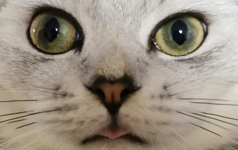 怎么让猫鼻子变湿 怎么让猫鼻子变湿