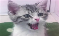 小猫很少叫 叫声也特别小