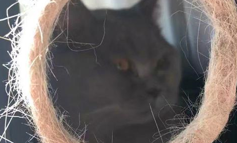 猫咪掉毛正好被主人当成毛发来源,每日看着毛发叹气,会不会秃啊 猫咪掉毛正好被主人当成毛发来源,每日看着毛发叹气,会不会秃啊