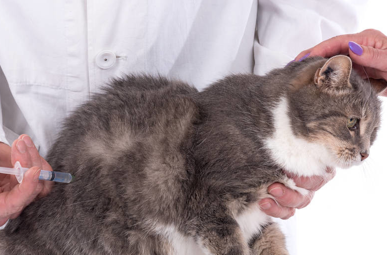 怎么判断猫得了弓形虫
