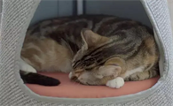 孕猫出现找窝行为