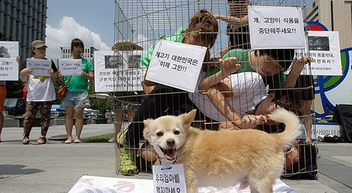 韩国人也爱吃狗肉,一年吃掉150万只狗,为何爱狗人士束手无策? 韩国人也爱吃狗肉,一年吃掉150万只狗,为何爱狗人士束手无策?
