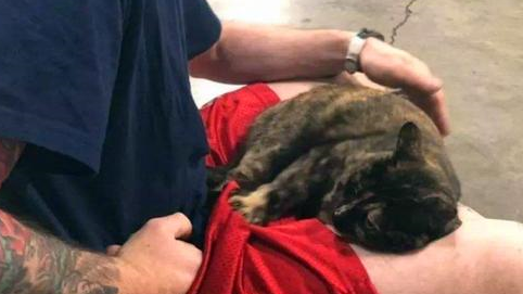 流浪猫成消防局保安后被投诉,猫咪主动辞职后,幸运被消防员收养 流浪猫成消防局保安后被投诉,猫咪主动辞职后,幸运被消防员收养