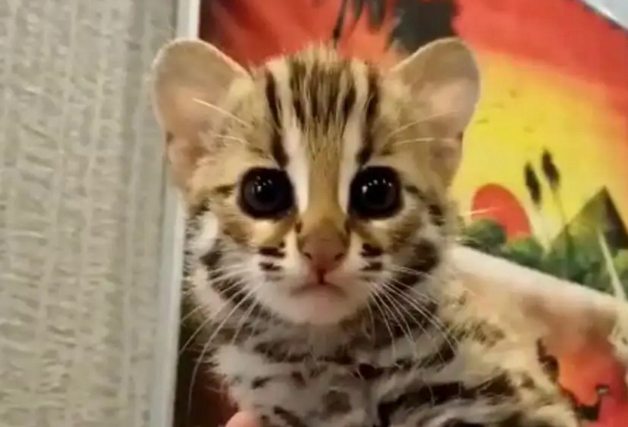 亚细亚指甲盖猫 亚细亚指甲盖猫