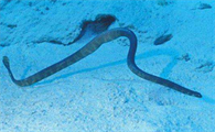 大海蛇有毒吗