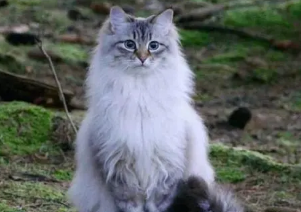 怎么判断猫咪还有多久生 怎么判断猫咪还有多久生