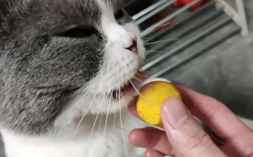 小猫可以吃蛋黄吗 小猫可以吃蛋黄吗