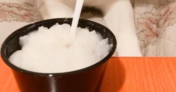哈士奇见主人送来的饭菜没有肉，表情瞬变..