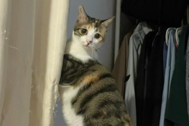 网友说她家猫的头很小,能有多小呢?我进去一看:啊?! 网友说她家猫的头很小,能有多小呢?我进去一看:啊?!