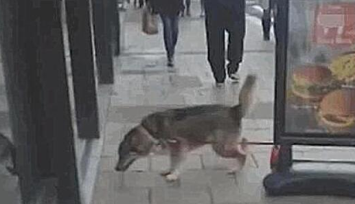 炸鸡店不许狗子进去，结果栓门口的二哈，拖着人家的招牌就进来了