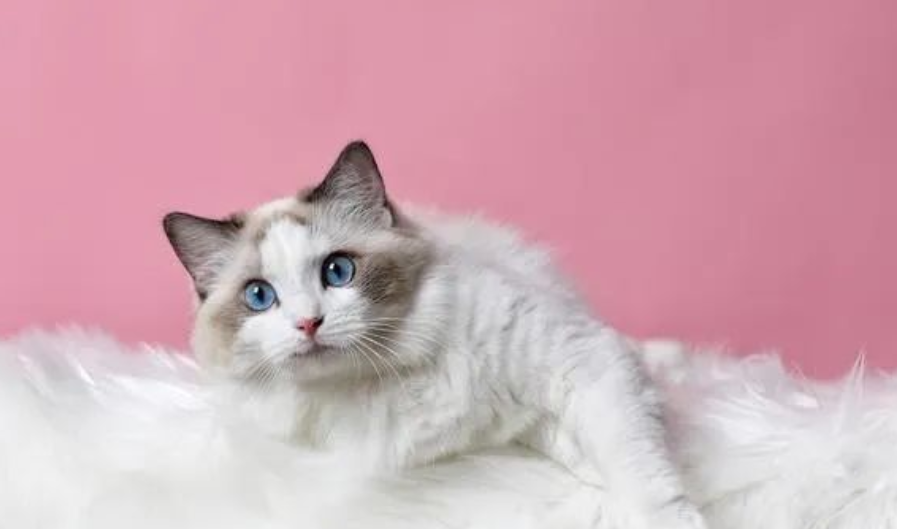 布偶猫吃什么猫粮又便宜又营养 布偶猫吃什么猫粮又便宜又营养