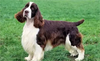 运动犬的饲养和训练:如何满足它们的运动需求和智力刺激?