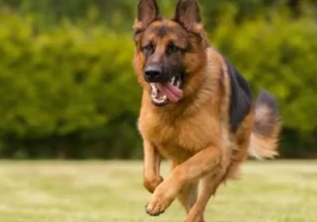 我国警犬的几大品种，个个都是精英