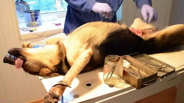 雄性狗什么时候做绝育比较好 雄性狗什么时候做绝育比较好