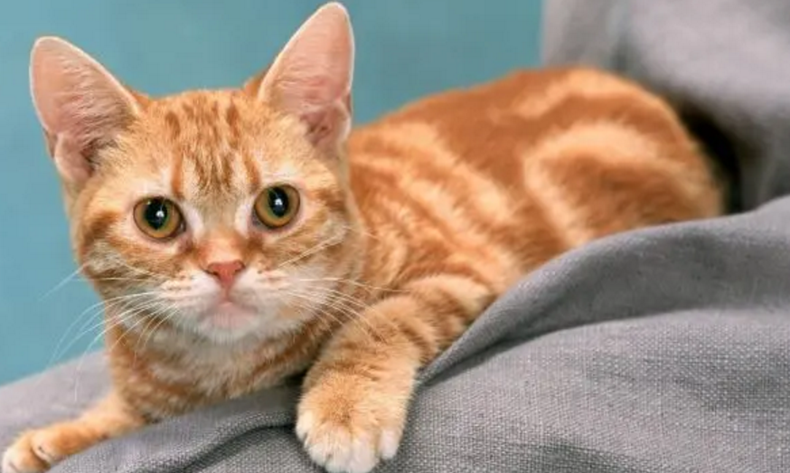 养猫的女人不能要