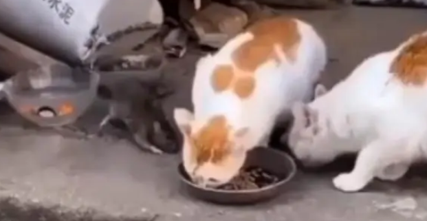 两只猫咪吃饭时，突然出现一只老鼠，接着居然敢在猫口夺食