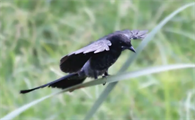 黑卷尾鸟能养熟吗