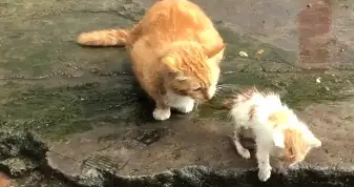 橘猫一脸忧心忡忡看着淋雨小猫，网友上前问：这是你的孩子吗？