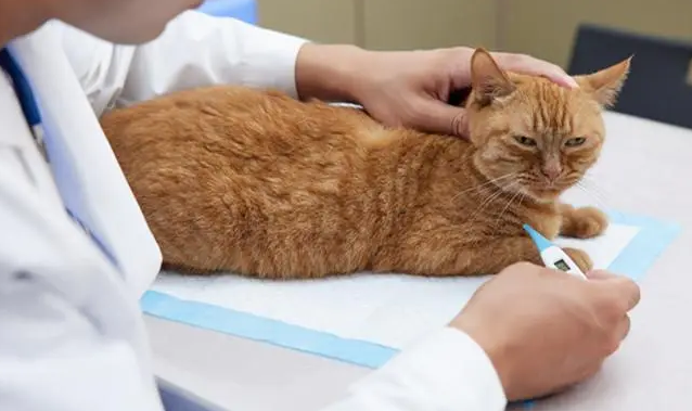 怎么给猫量体温
