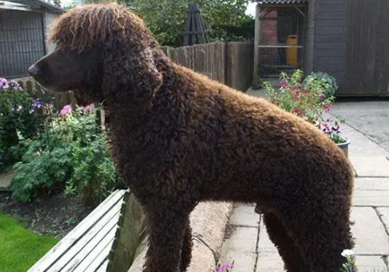 爱尔兰水猎犬的日常护理，很多细节要留意