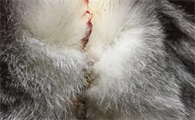 小猫拉屎带血是怎么回事