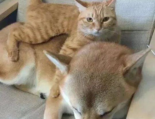 柴犬每天被橘猫欺负，还骑到了柴犬身上，铲屎官看热闹不嫌事大
