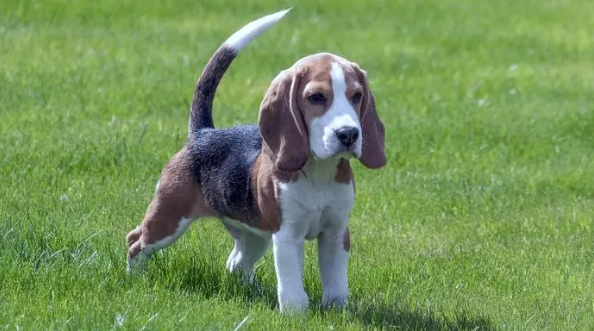 比格犬怎么样？选宠前必须了解！