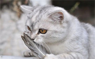 养猫需要注意和准备什么
