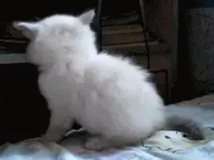 蠢萌小奶猫喜欢坐床边，挠个痒痒床下见